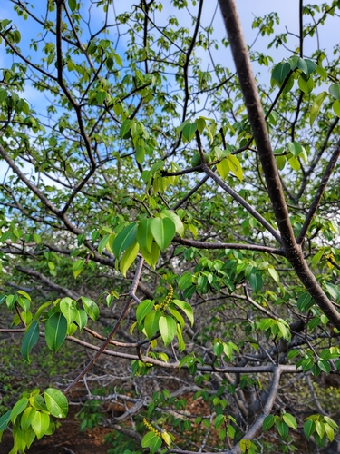 Image of Hippomane mancinella by no rights reserved