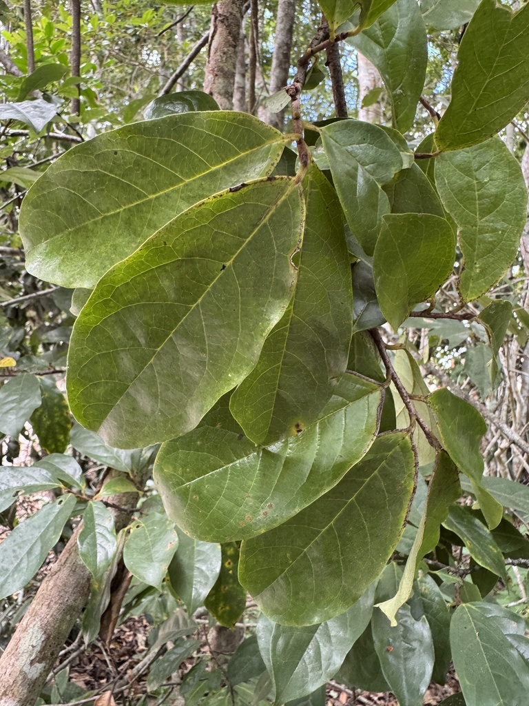Annona acutiflora (Long-Flowered Custard Apple)