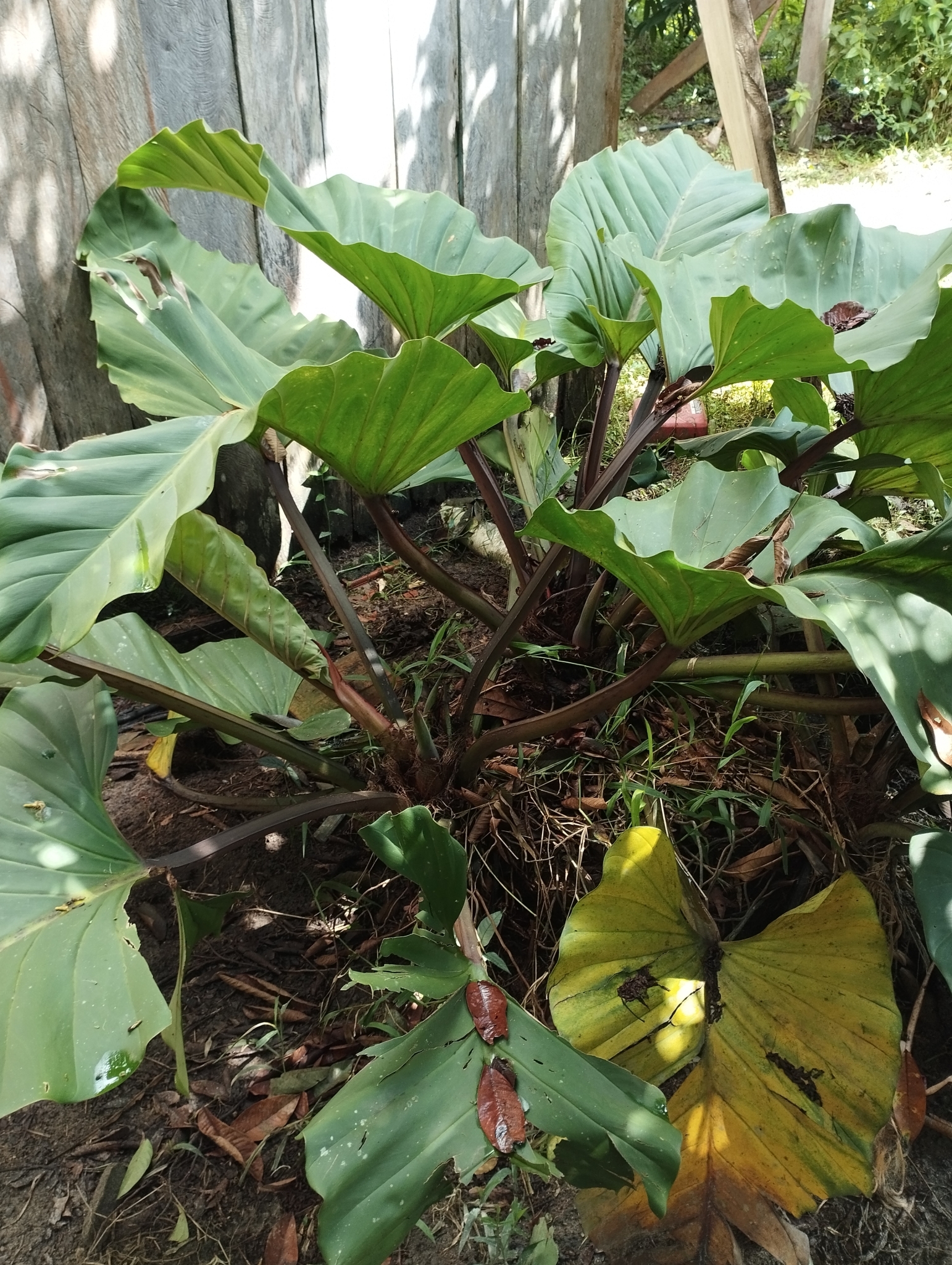 Philodendron melinonii