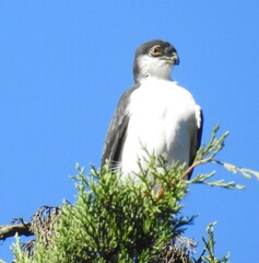 Accipiter striatus image