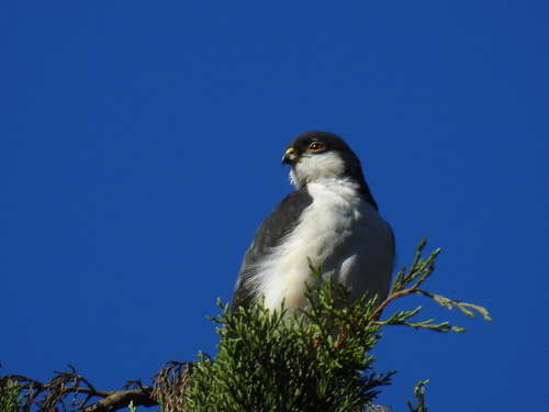 Accipiter image
