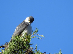 Accipiter striatus image