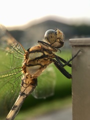 Orthetrum albistylum