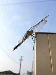 Orthetrum albistylum