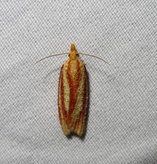 Sparganothis tristriata