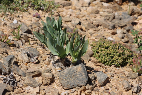 Image of Drimia physodes by (c) Tony Rebelo, some rights reserved (CC BY-SA)
