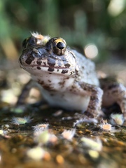 Fejervarya kawamurai