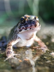 Fejervarya kawamurai