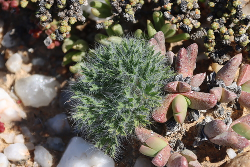 Pebble Storksbill (Pelargonium caroli)