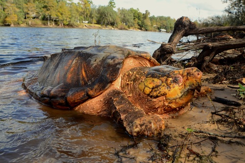 Suwannee Alligator Snapping Turtle