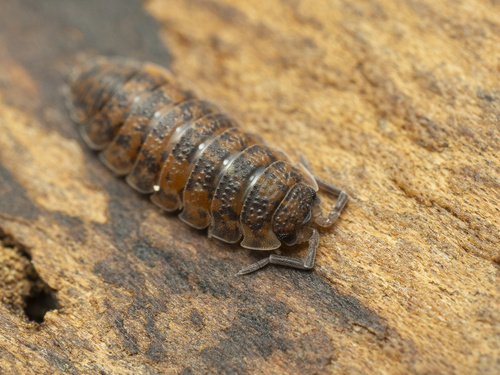 Common Rough Woodlouse photo 4