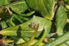 Phidippus californicus