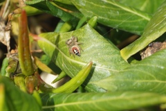 Phidippus californicus