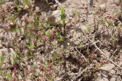 Polygonum polygaloides kelloggii