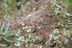 Juncus bryoides