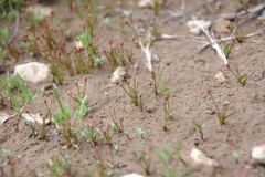 Juncus bryoides
