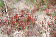 Juncus bryoides