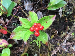 Cornus unalaschkensis