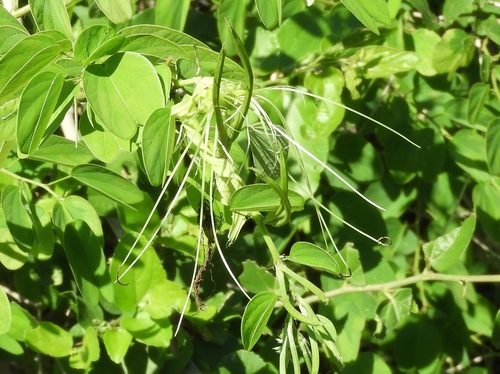 Image of Bauhinia pauletia by (c) Francisco Farriols Sarabia, some rights reserved (CC BY)