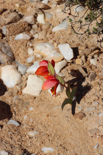 Image of Gladiolus equitans by (c) Tony Rebelo, some rights reserved (CC BY-SA)