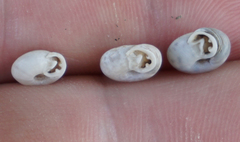 Daedalochila mooreana