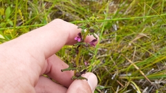 Pedicularis parviflora
