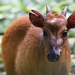 White-legged Duiker - Photo (c) Chris Quirin, some rights reserved (CC BY), uploaded by Chris Quirin