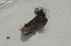 Dudusa sphingiformis