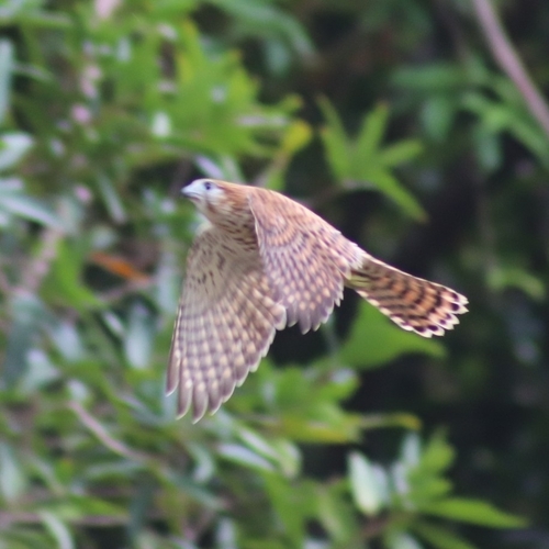 Mauritius Kestrel (Falco punctatus), photo 9