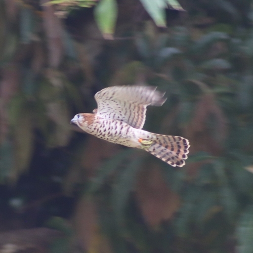 Mauritius Kestrel (Falco punctatus), photo 2