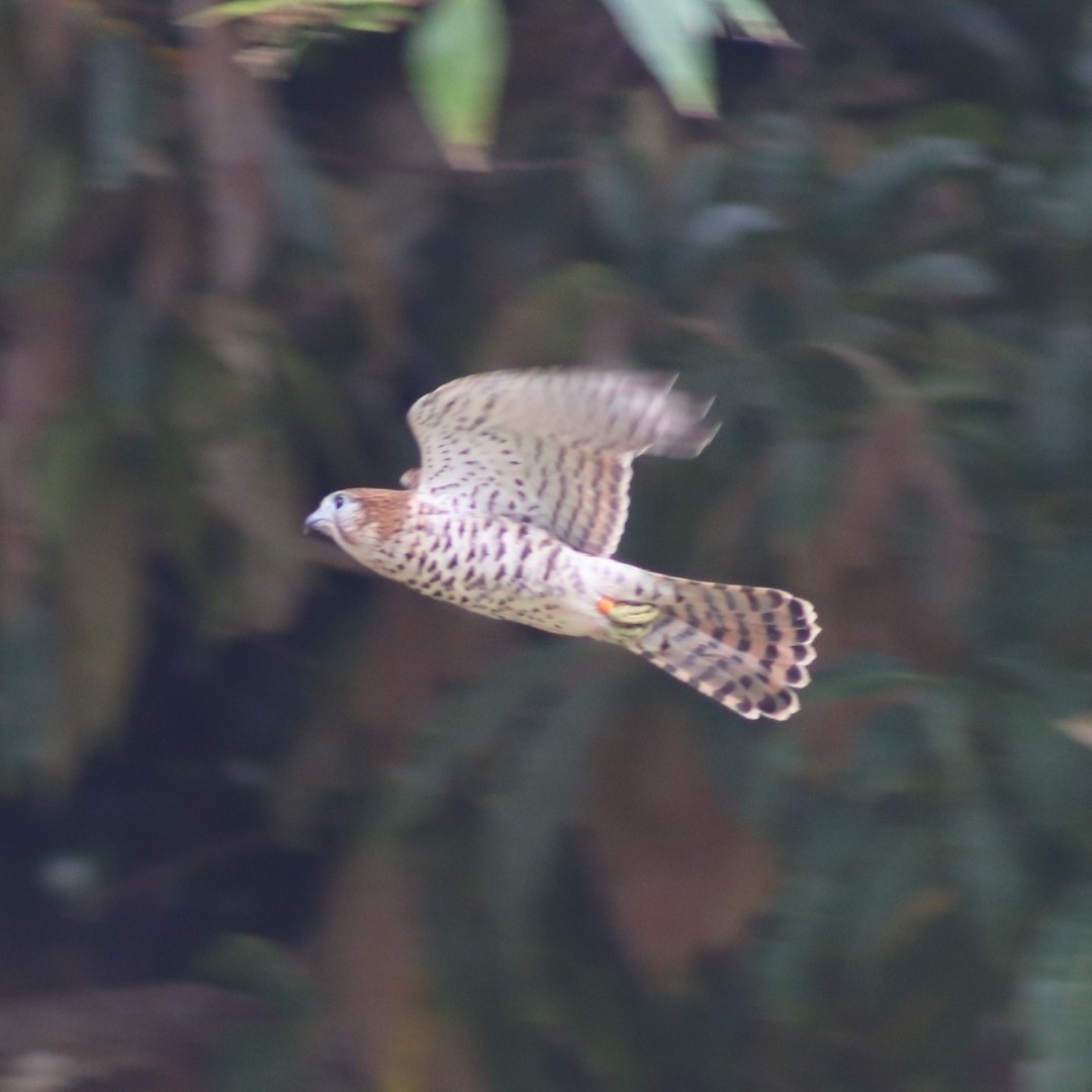 Mauritius Kestrel (Falco punctatus), photo 2