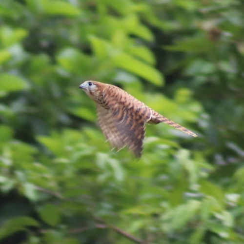 Mauritius Kestrel (Falco punctatus), photo 8