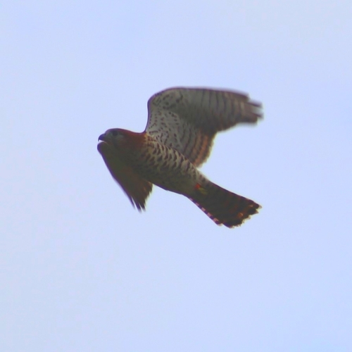 Mauritius Kestrel (Falco punctatus), photo 9