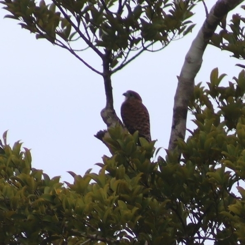 Mauritius Kestrel (Falco punctatus), photo 10