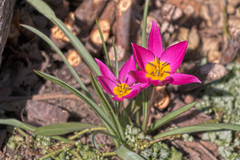 Tulipa humilis