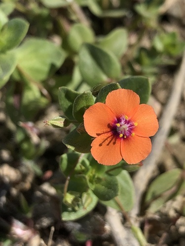 Anagallis arvensis iNat (1)