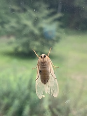 Halysidota tessellaris