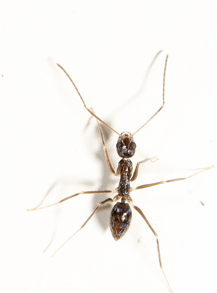 Longhorn Crazy Ant