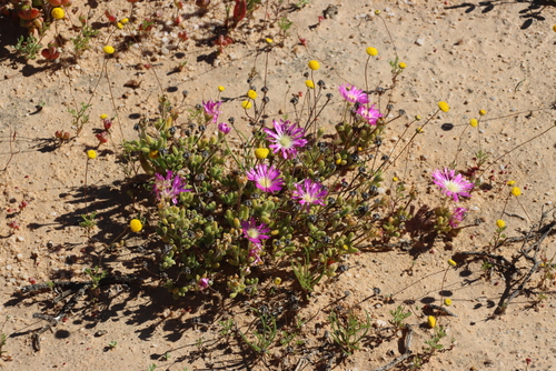 Eye Dewfig (Drosanthemum oculatum)