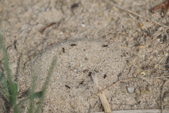 Dorymyrmex grandulus