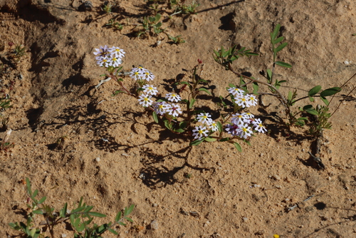 Sandveld Drumsticks (Zaluzianskya affinis)