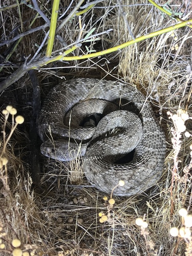 Western Diamond-backed Rattlesnake, photo 5 of 9