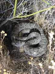 Western Diamond-Backed Rattlesnake photo 5