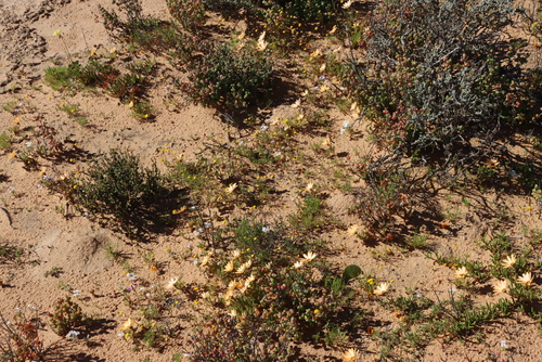 Zaluzianskya affinis, photograph 4