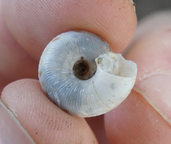 Anguispira strongylodes