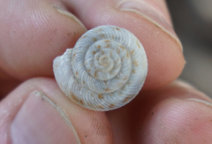 Anguispira strongylodes