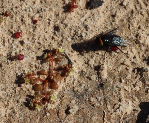 Crassula dodii