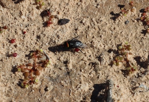Crassula dodii