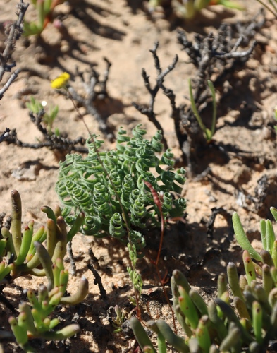 Image of Gethyllis lanuginosa by (c) Tony Rebelo, some rights reserved (CC BY-SA)