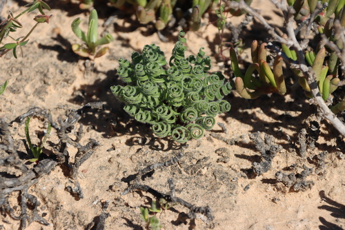 Woolly Kukumakranka (Gethyllis lanuginosa)